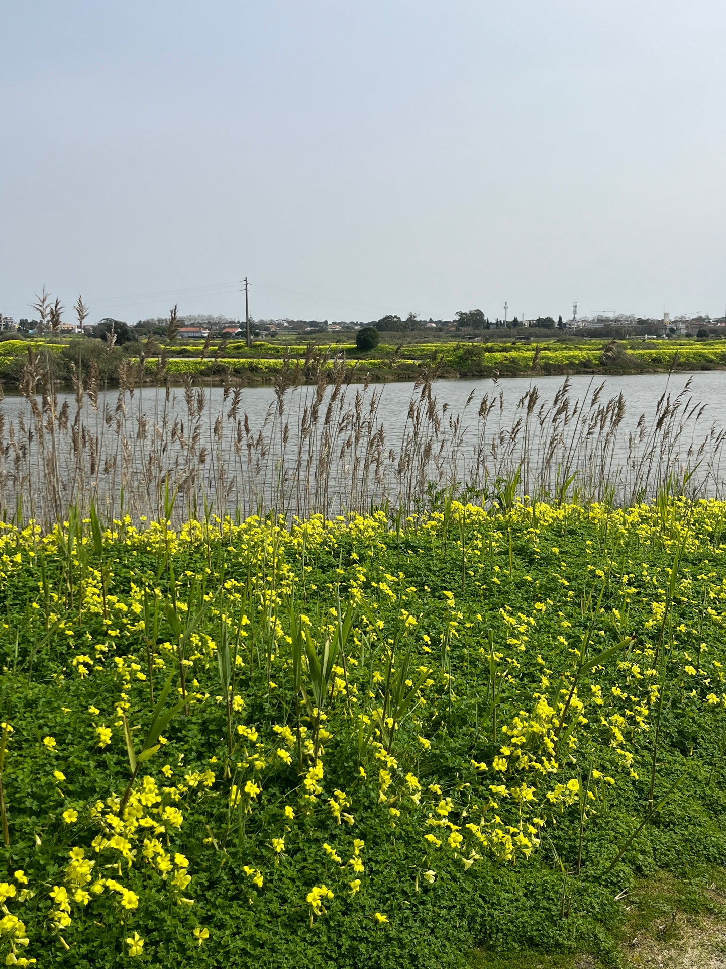 Tour Salinas do Samouco – Salinas, Estuário e Fauna