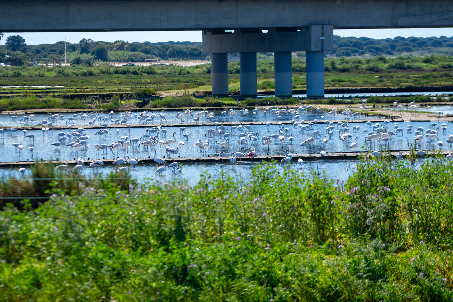 Samouco Salt Pans Tour – Salt Pans, Estuary and Fauna