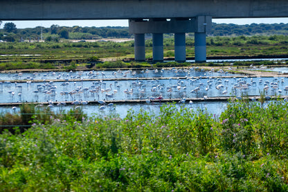 Samouco Salt Pans Tour – Salt Pans, Estuary and Fauna